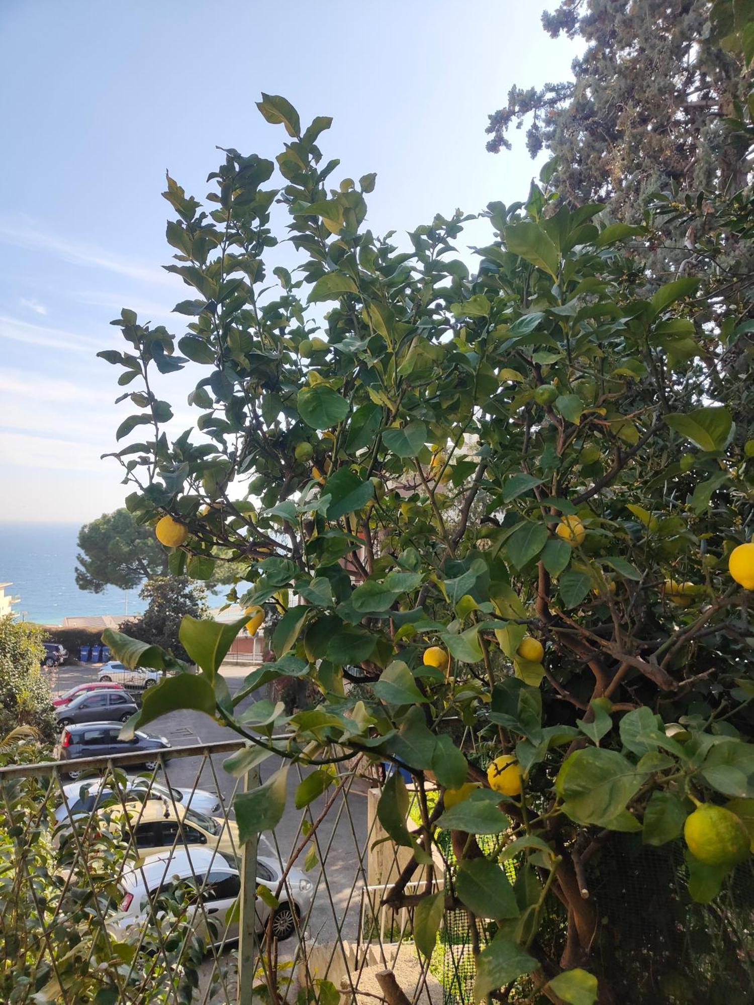 Alishome, Elegante Trilocale Con Vista Mare E Giardino